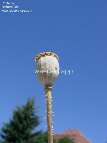 poppy, corn